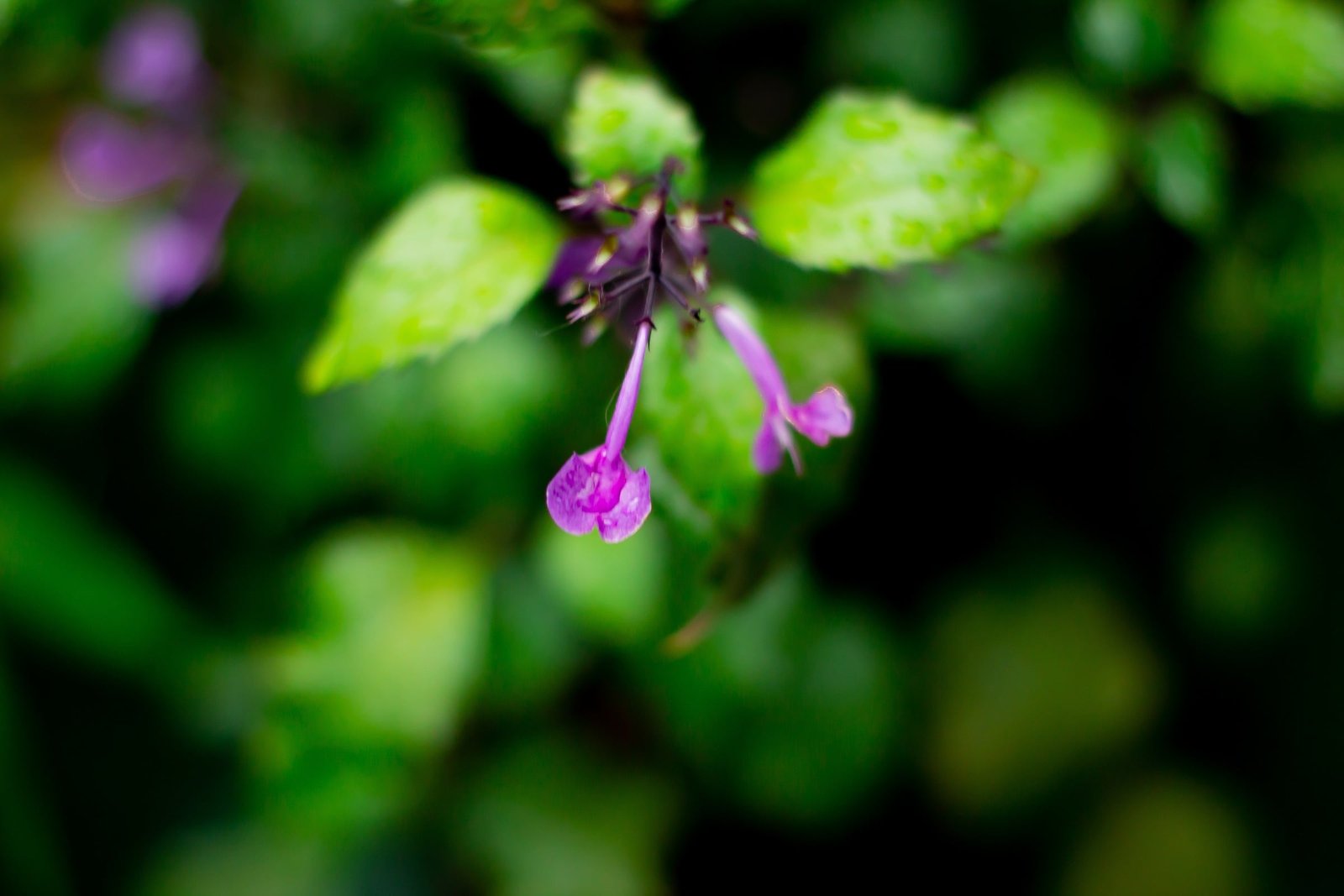 Natureza