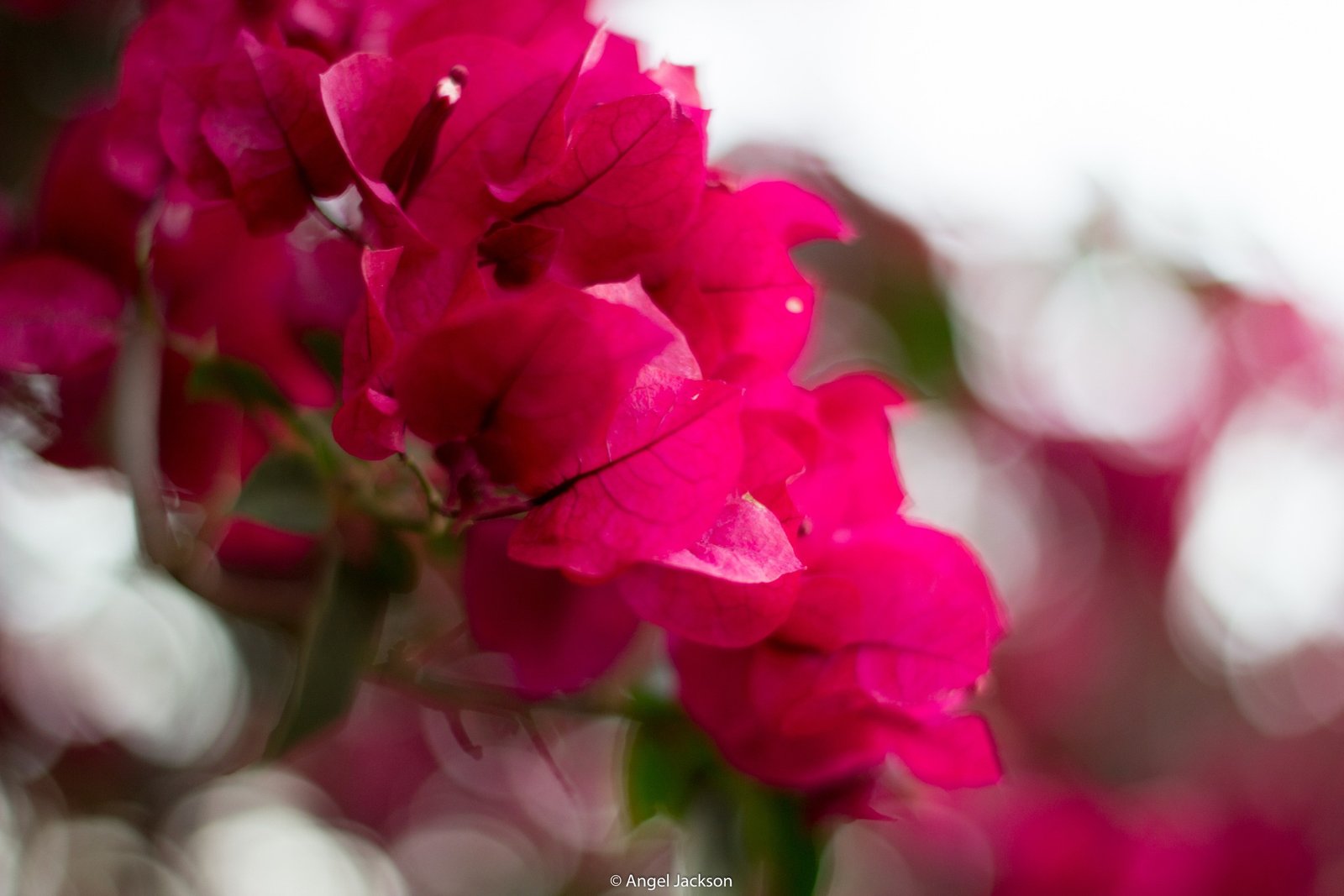 Natureza